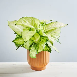 Dieffenbachia seguine Martha