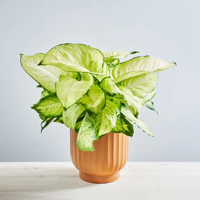 Dieffenbachia seguine Martha