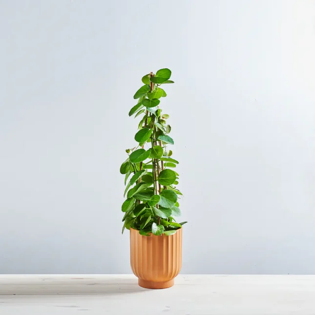 Cissus rotundifolia