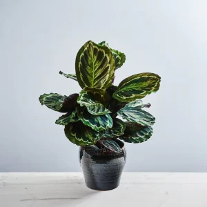 Calathea medallion