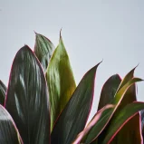 MS201k_0057_MS20 57