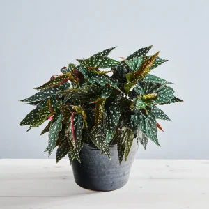 Begonia maculata spotlight green